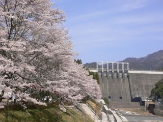 早明浦湖畔の桜写真２