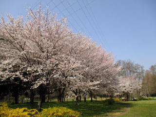 智光山公園の桜写真１