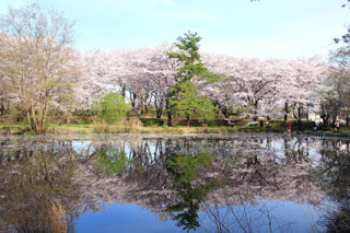 智光山公園の桜写真２