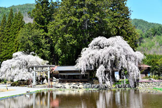 青屋神明神社のしだれ桜写真１