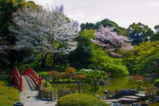 紀尾井町桜まつり写真１