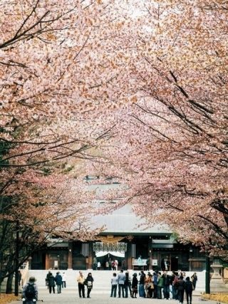 北海道神宮の桜写真１
