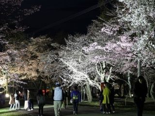 旭山公園の桜写真２