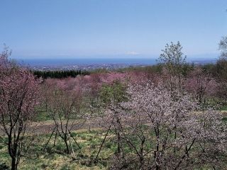 天都山桜公園の桜写真１