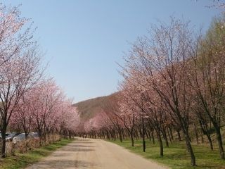 苫小牧市緑ケ丘公園の桜写真１