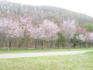苫小牧市緑ケ丘公園の桜写真２