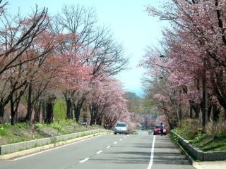 登別桜並木写真１