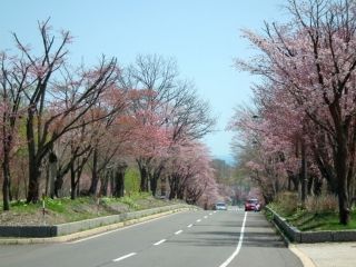 登別桜並木写真２