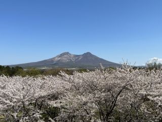青葉ヶ丘公園の桜写真１