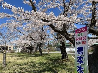青葉ヶ丘公園の桜写真２