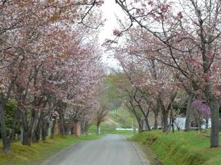 古丹別緑ヶ丘公園の桜写真１