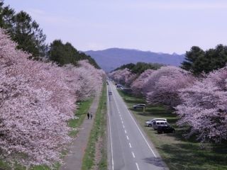 静内二十間道路桜並木写真１