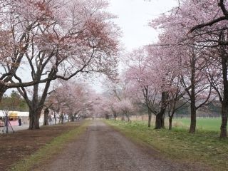 静内二十間道路桜並木写真２