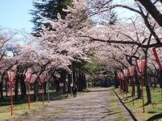 合浦公園の桜写真２