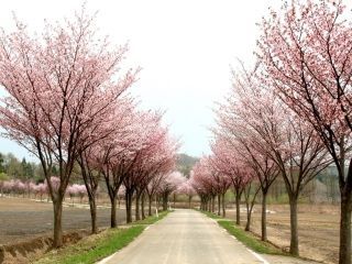 世界一の桜並木の写真４