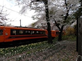 県立芦野公園の桜写真２