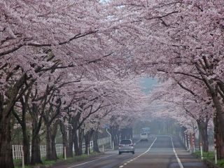 来さまい大畑桜ロードの桜写真１