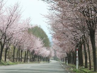岩木山オオヤマザクラネックレスロードの桜写真１
