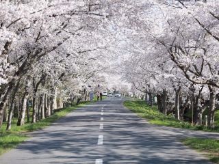 小川原湖公園の桜写真１