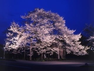 弘法桜の写真３