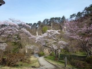 きみまち阪県立自然公園の桜写真１