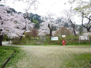 きみまち阪県立自然公園の桜写真２