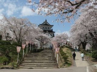 横手公園の桜写真１