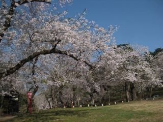 大森公園の桜写真１