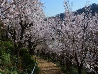 花見山公園の桜写真２