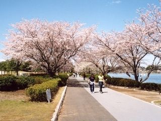 千波湖畔の桜写真２