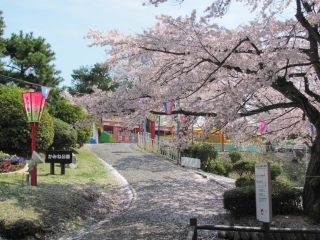 かみね公園の桜写真１
