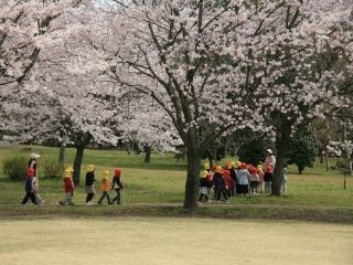 砂沼広域公園・観桜苑の桜写真２