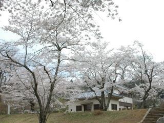 佐白山ろく公園の桜写真２