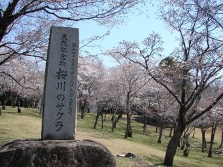 磯部桜川公園の桜写真１