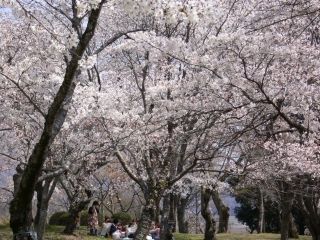 磯部桜川公園の桜写真２