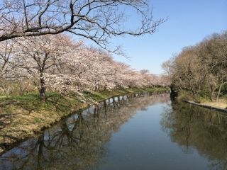 福岡堰の桜写真２
