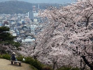 織姫公園の桜写真１