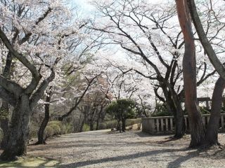 黒磯公園の桜写真２