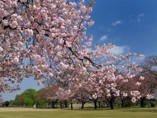 天平の丘公園の桜写真２
