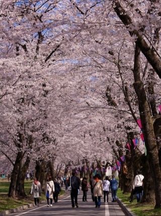 赤城南面千本桜