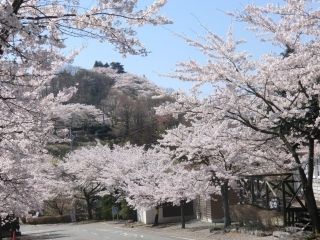 桜山公園の桜写真２