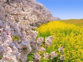 熊谷桜堤の桜写真１