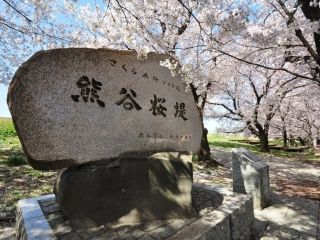 熊谷桜堤の桜写真２