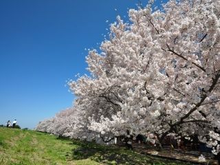 熊谷桜堤の写真３