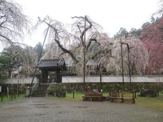 清雲寺の桜写真１