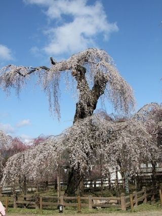 清雲寺の桜写真２