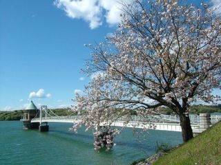 狭山湖の桜写真１