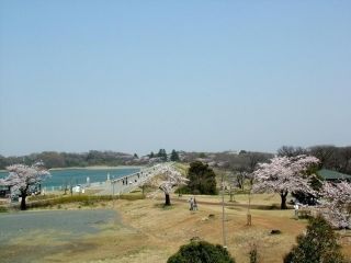 狭山湖の桜写真２
