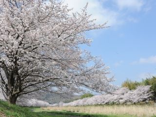 こだま千本桜写真１