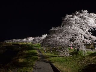 こだま千本桜の写真３